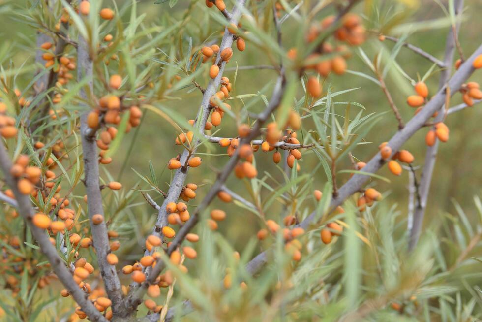 buckthorn at Raess farm