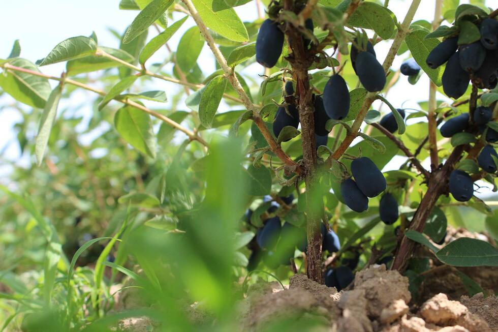 Mayberries at Raess farm