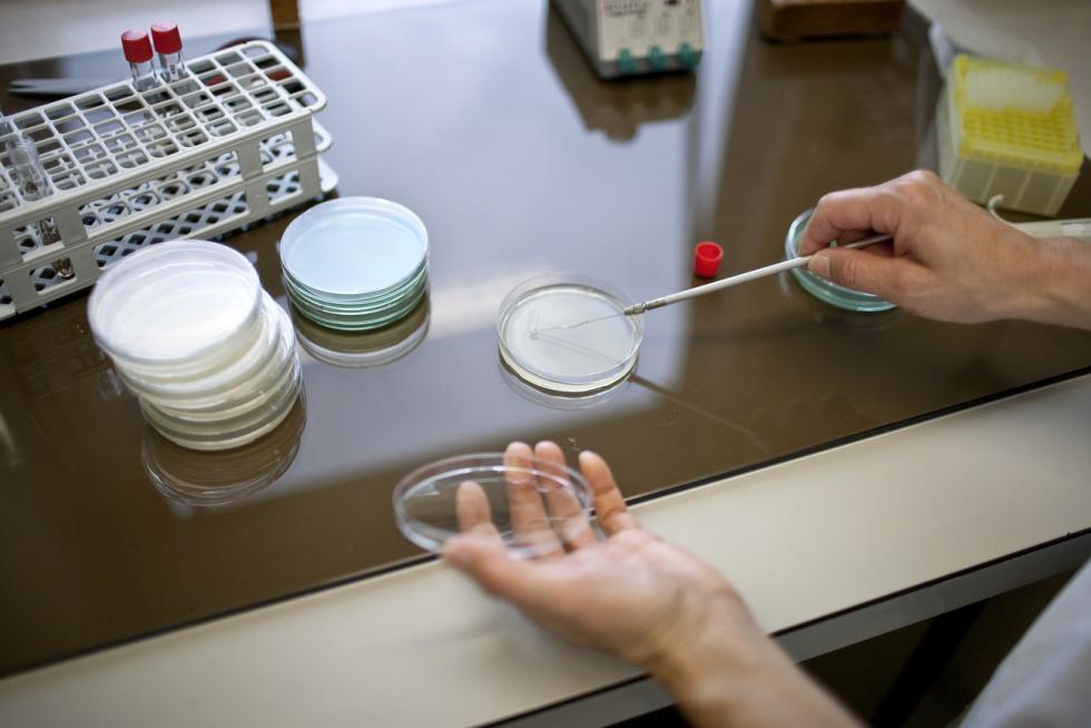 Mini brains in a Petri dish in a laboratory