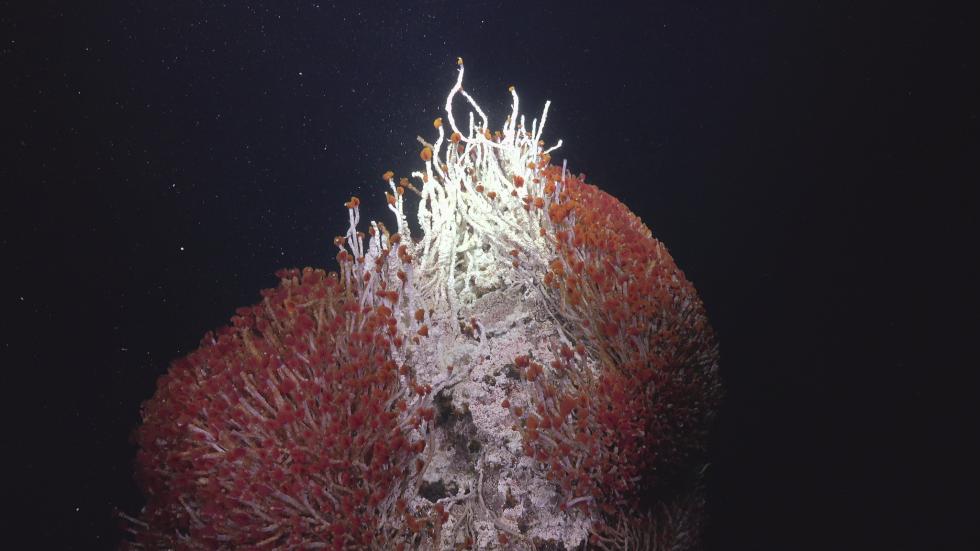 New hydrothermal vents and previously unknown animal species in the Gulf of California.