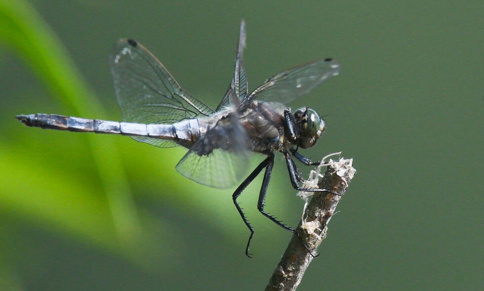 a dragonfly sitting on a branch