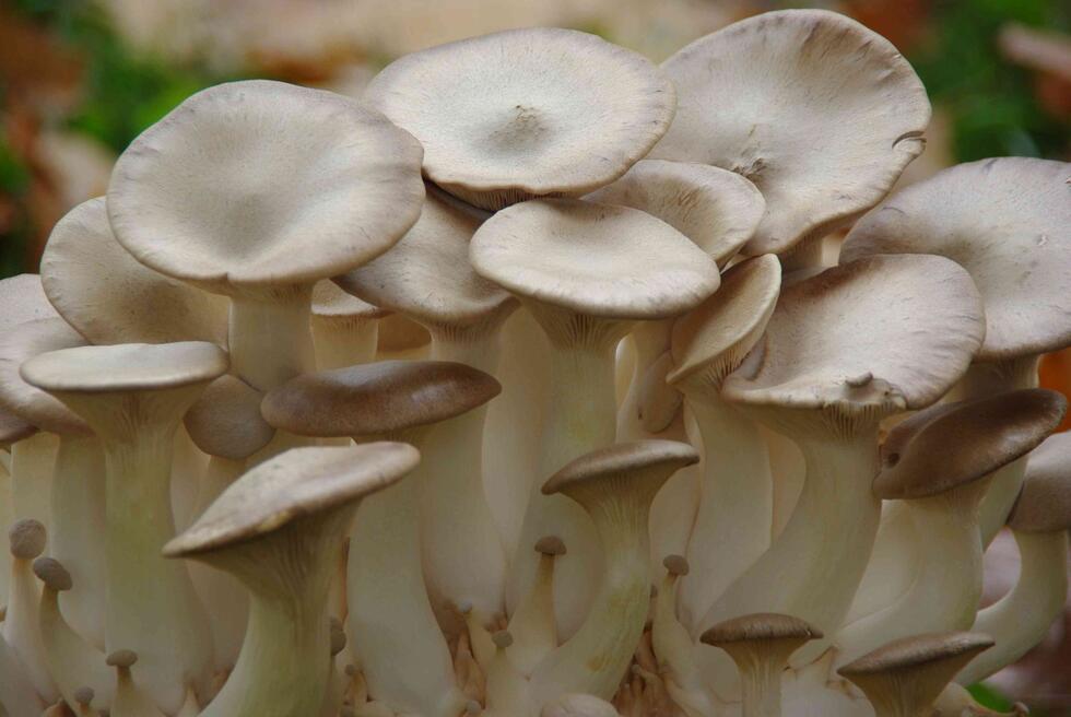 Edible mushrooms for vegetable meat