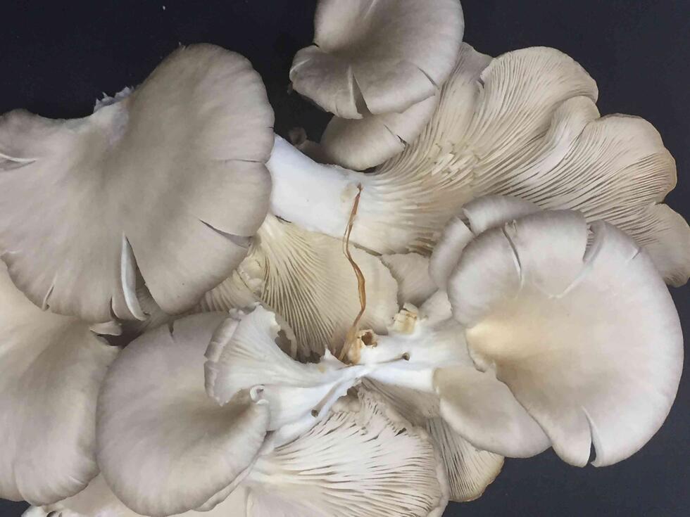 Edible mushrooms for vegetable meat