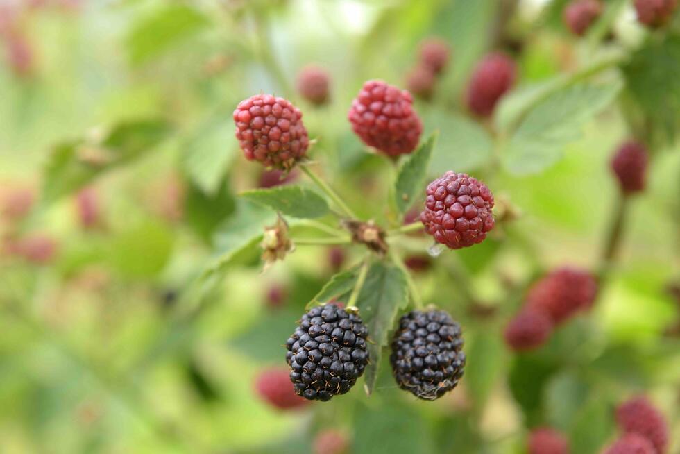 Blackberries at Raess Farm