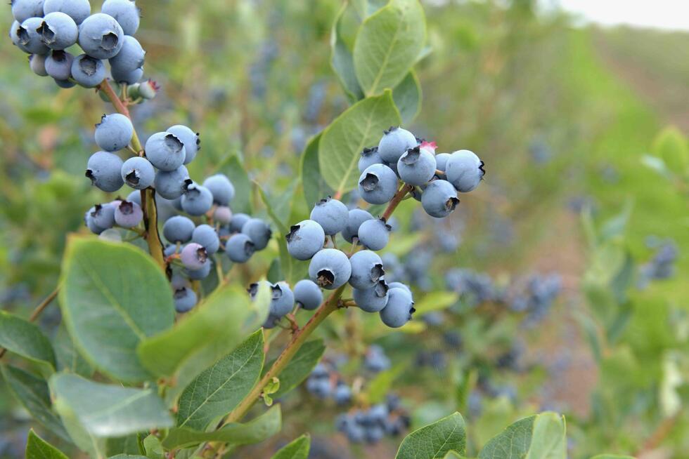 Blueberries at Raess farm