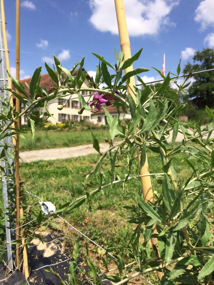 Goji blossom at Raess farm