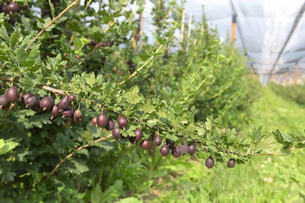 Gooseberries at Raess farm