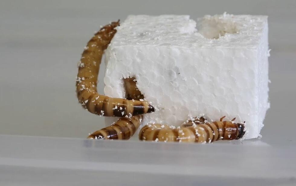 superworms eating a styrofoam cube