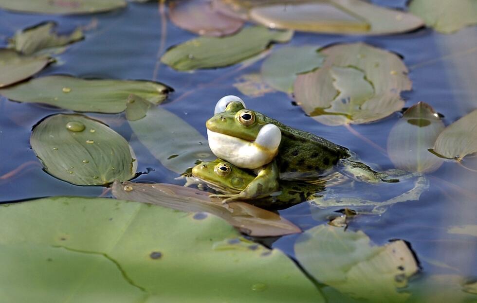 two frogs in a pond