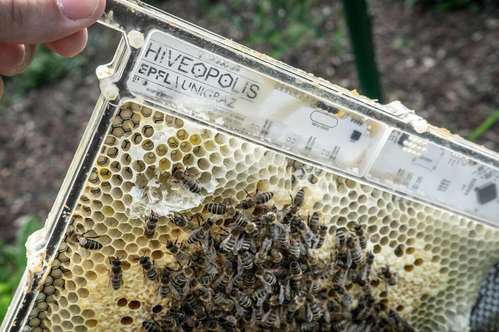 The robotic system is shown in an experimental hive 