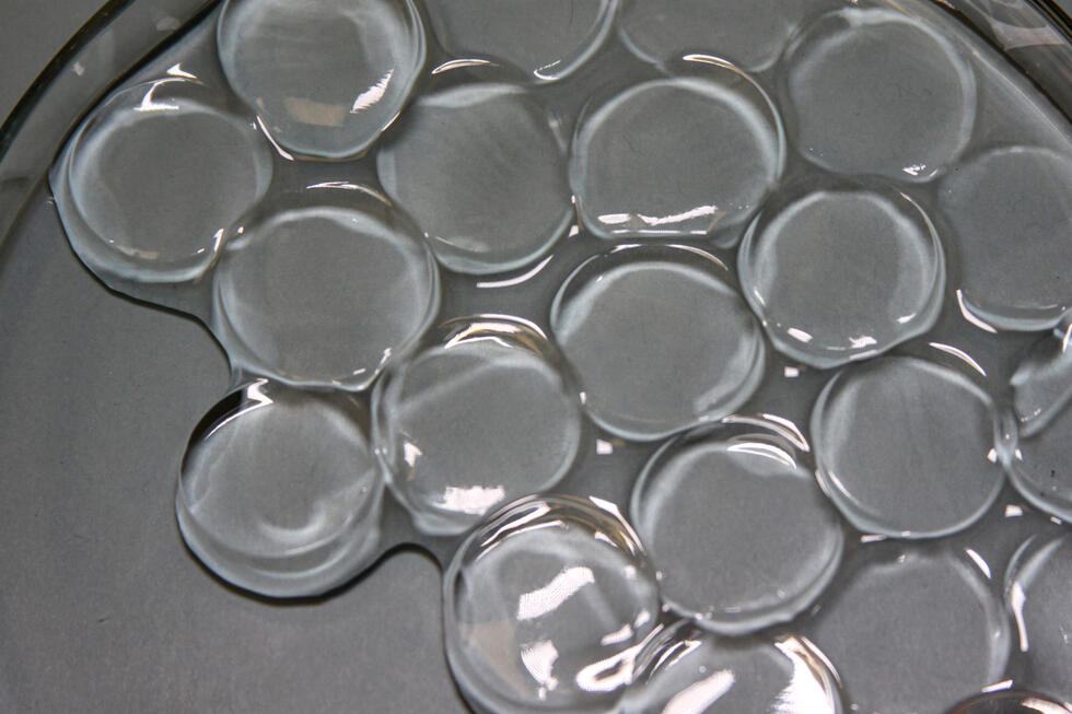 Pictured are the hydrogel discs swollen in water