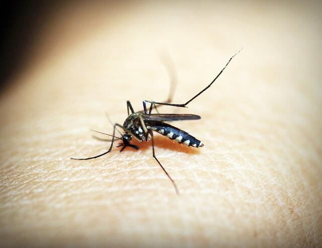 A mosquito on bare skin