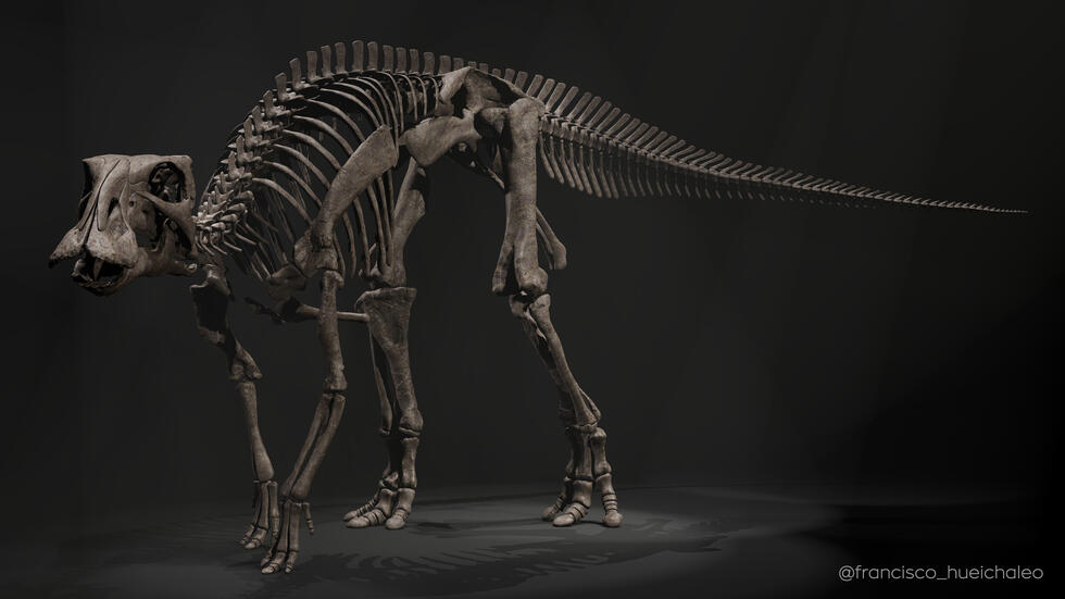 a reconstruction of the dinosaur discovered in chile