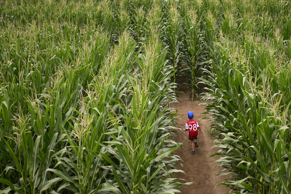 A child running through a maize maze (symbol image)