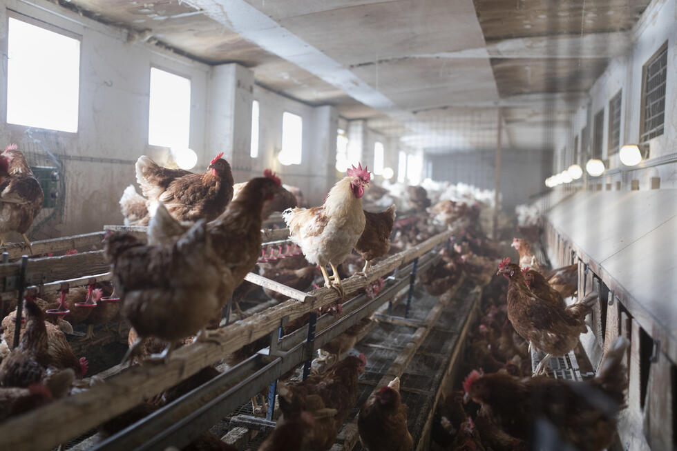 a chicken farm from the inside