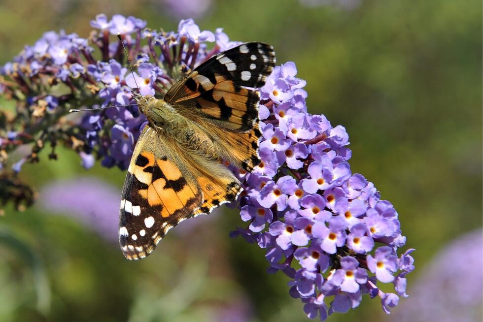 A thistle butterfly (Vanessa cardui)