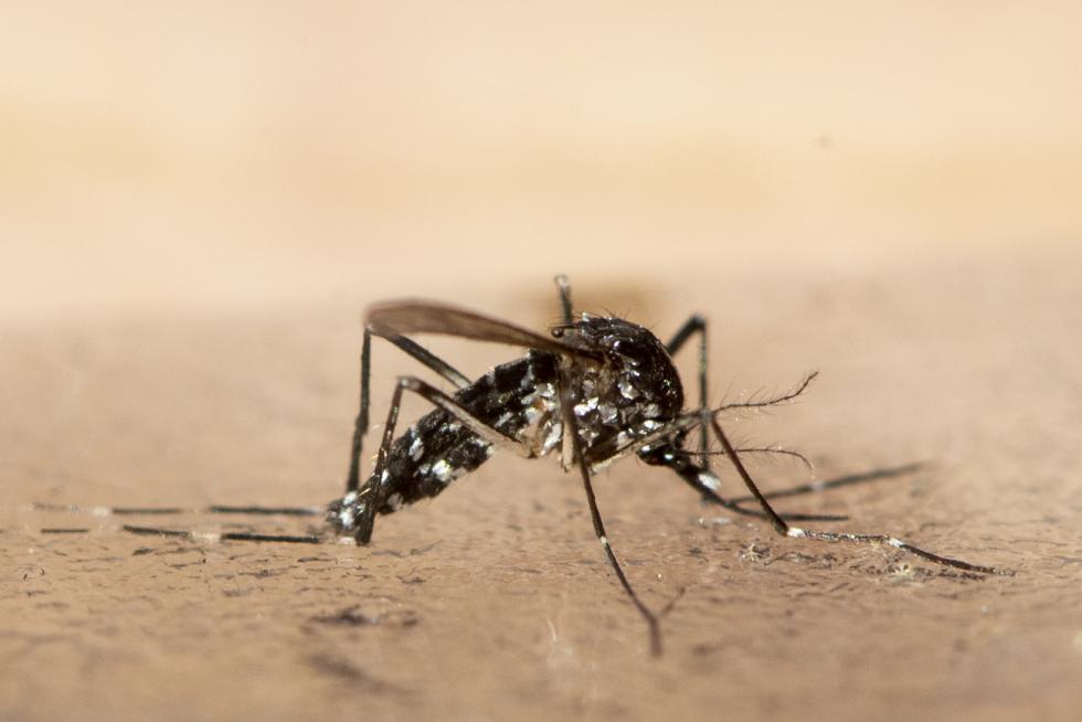 A tiger mosquito in the nature